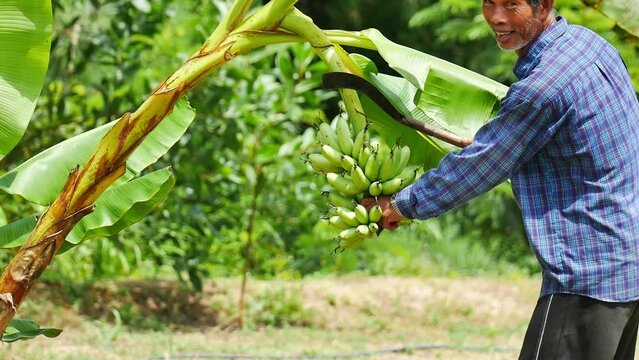 Gardener cutting an almost fully ripe banana, concept of natural agriculture and self-reliance.