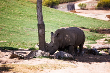 rhino grazes in the shade under a tree