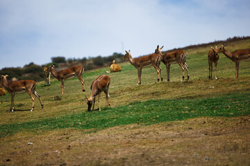 Naklejka na ściany i meble herd of impala graze on a hill