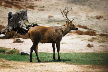 buck with large antlers looking across the grass, close up