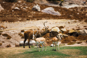 african animals stand on guard in the savanna
