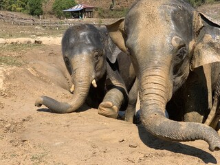 elephants playing in the mud in Thailand Sanctuary
