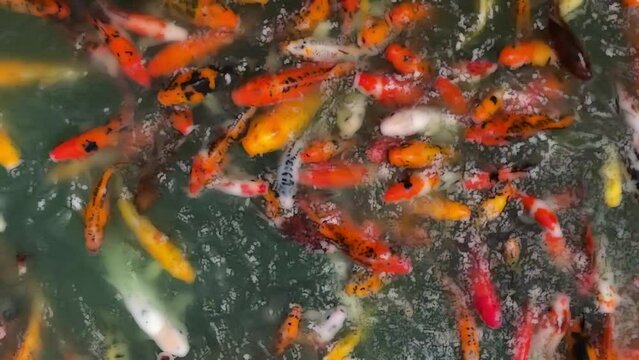Many colorful fancy koi carp fishes add cartoon effect