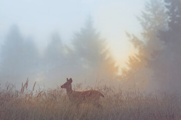 a young deer in a scenic misty field with morning light background behind the fawn with soft focus 