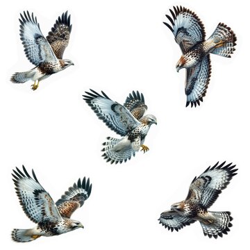 A set of male and female Rough-legged Hawks flying isolated on a white background