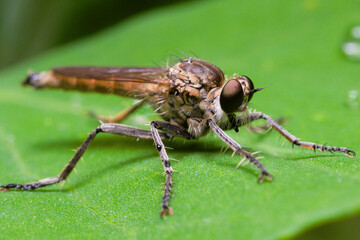 An insect from the robber fly, assassin fly (Asilidae) family sitting on a green leaf with its legs spread wide. A close-up of the head.