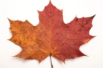 Fototapeta premium Leaf isolated on white background