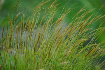 Heteropogon contortus (black speargrass, tanglehead, steekgras, pili) grass in nature