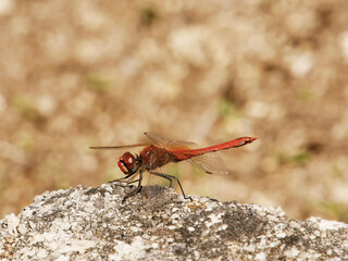 Dragonfly on a meadow