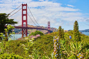 Flowers and plants on hill with Golden Gate Bridge in bay in background with tree off to side