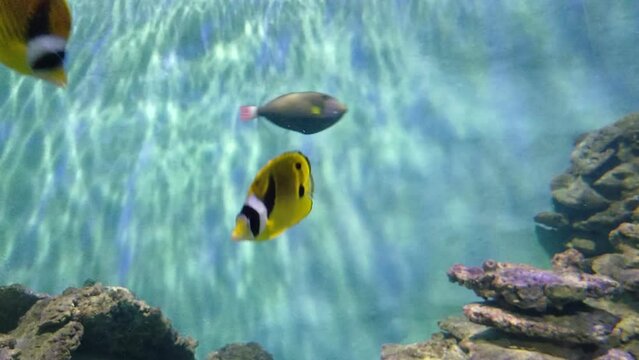 Raccoon butterflyfish (Chaetodon lunula), also known as  lunule butterflyfish swimming in aquarium, Institute of Oceanography, Nha Trang city, Vietnam.