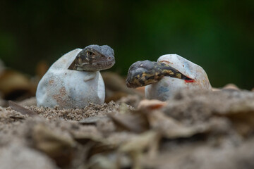 Baby red iguana hatching from egg on pile of sand with bokeh background