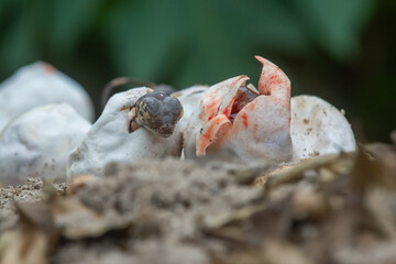 Baby red iguana hatching from egg on pile of sand with bokeh background