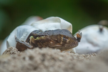 Baby red iguana hatching from egg on pile of sand with bokeh background