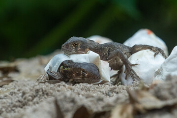 Baby red iguana hatching from egg on pile of sand with bokeh background
