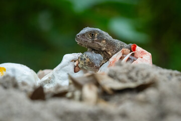Baby red iguana hatching from egg on pile of sand with bokeh background