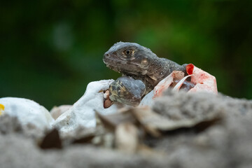Baby red iguana hatching from egg on pile of sand with bokeh background