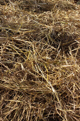 Hay, straw, or dry grass, used in gardening and agriculture for covering, protecting and nourishing the soil and composting, in livestock farming for animal feed and in bioconstruction.