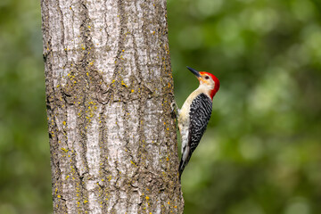 The Red-bellied Wodpecker (Melanerpes carolinus) 