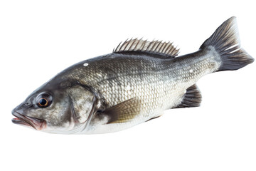 Seabass isolated on transparent background,transparency 