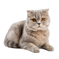 Scottish Fold cat isolated on transparent background,transparency 