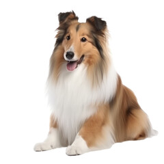 Sheltie isolated on transparent background,transparency 