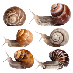 Set of snails isolated on transparent background,transparency 