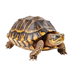 tortoise isolated on transparent background,transparency 