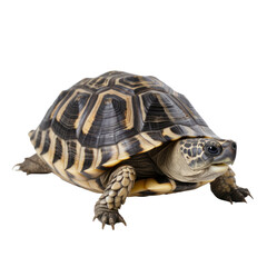 tortoise isolated on transparent background,transparency 
