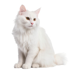 turkish angora cat,long hair white cat portrait isolated on transparent background,transparency  - obrazy, fototapety, plakaty