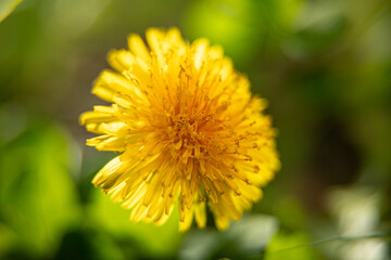 dandelion