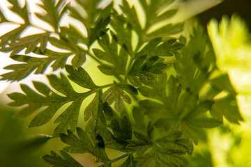 green leaves background
