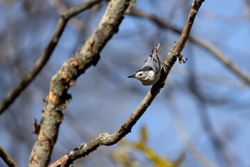 The white-breasted nuthatch (Sitta carolinensis) 