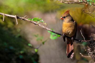 Northern Cardinal (Cardinalis cardinalis), female  sitting on a  tree branch