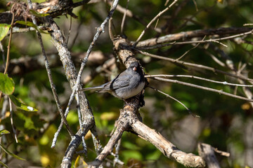 Obraz premium The dark-eyed junco (Junco hyemalis ), male on the branch 