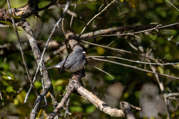 The dark-eyed junco (Junco hyemalis), male on the branch tree