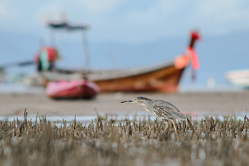 Striated Heron Is hunter some food in mangrove forest