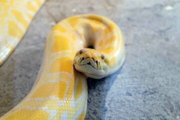 albino snake in captivity