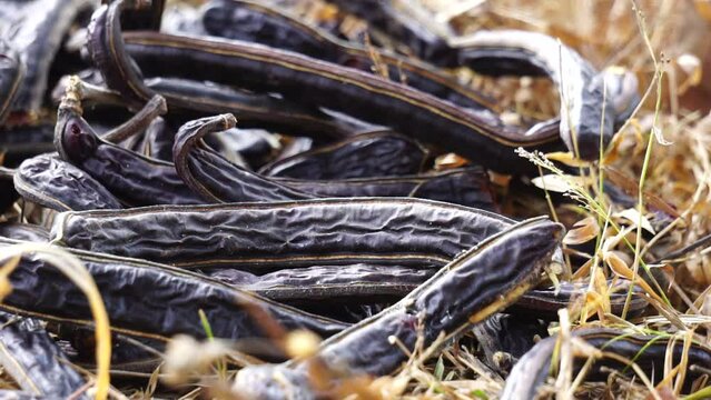 Pods fruit (Samanea saman, saman, rain tree, monkeypod, Chankiri Tree). This fruit is used as tempe