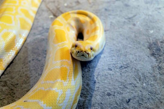 close up of a albino python