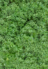 Green textured background of raw green leafy kale, healthy nutritious leafy greens
