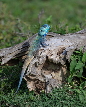 Blue-headed Tree Agama, Masai Mara, Kenya
