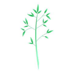 Vector isolated bamboos on white background