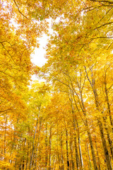 autumn in the forest