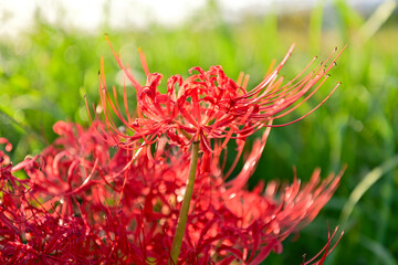 津屋川堤防の彼岸花