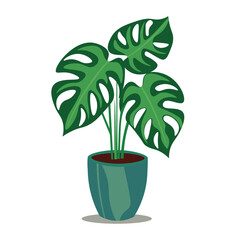 Monstera plant in a flower pot, vector illustration isolated on white background