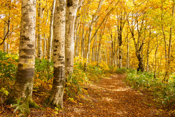 autumn in the forest