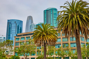 Naklejka premium Palm trees framing in electric wires for bus transportation in San Francisco with skyscrapers