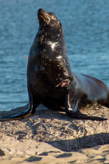 Naklejka premium sea lion on the rocks