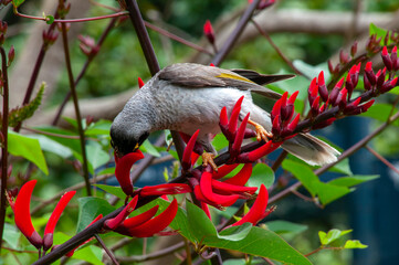 Sydney Australia, noisy minor bird feeding on red erythrina × bidwillii flowers